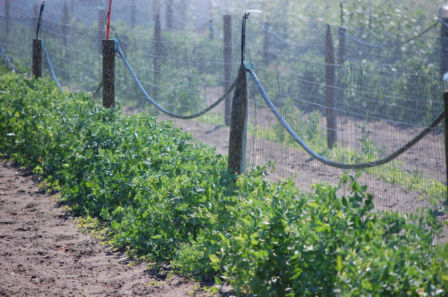 Lush green plants growing along a farm field, with a misting irrigation system in the background, showcasing effective agricultural practices for crop hydration.