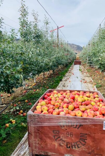 A wooden crate filled with freshly harvested apples sits in an apple orchard, surrounded by rows of apple trees under a cloudy sky. Fallen apples are scattered on the ground, and a ladder is visible in the background, indicating ongoing apple picking activities.