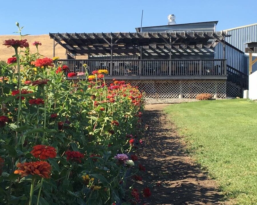 A vibrant flower garden featuring colorful zinnias in the foreground, leading up to a wooden deck and outdoor seating area of a building, with a clear blue sky above.