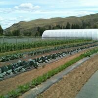 Lush vegetable farm with rows of crops, including leafy greens, and a large greenhouse in the background under a clear blue sky.